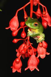 110-Litoria chloris
